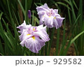 菖蒲の花 929582