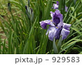 菖蒲の花 929583