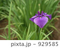 菖蒲の花 929585