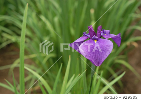 菖蒲の花 菖蒲の花 929585