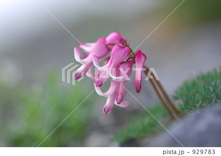 乗鞍の駒草 乗鞍の駒草 929783