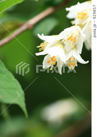 ウツギの花 929857