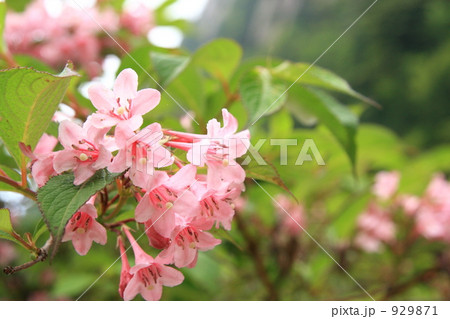 タニウツギの花 タニウツギの花 929871