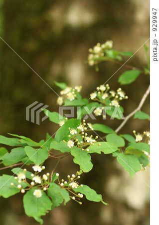 カマツカの花 カマツカの花 929947