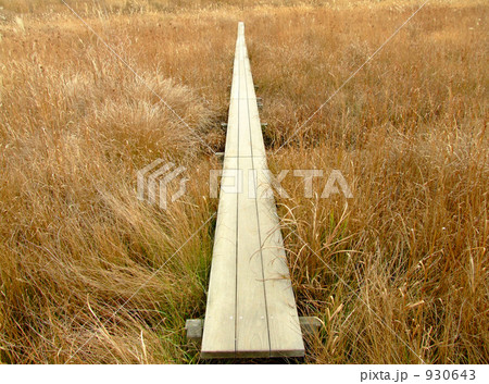ススキの中の木橋 930643
