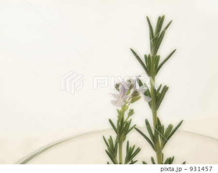 ローズマリー ローズマリー 931457
