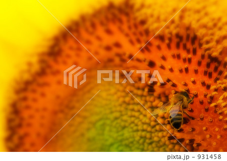 HONEY COLLECTOR HONEY COLLECTOR 931458