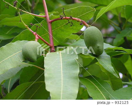 青いパパイヤ 932125