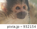 リスザルの観察 932154