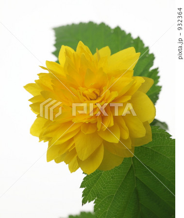 ヤマブキ ヤマブキ 932364