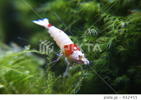 ビーシュリンプ モスラ 麻呂 ビーシュリンプ モスラ 麻呂 932455