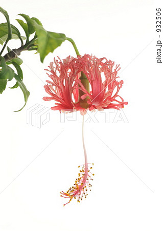 フウリンブッソウゲ 932506