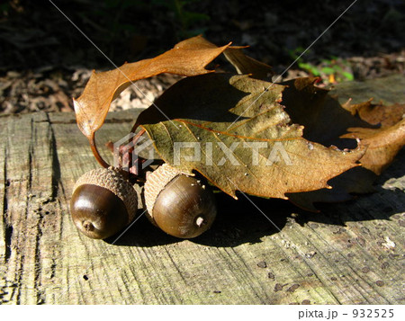 秋の贈り物 932525