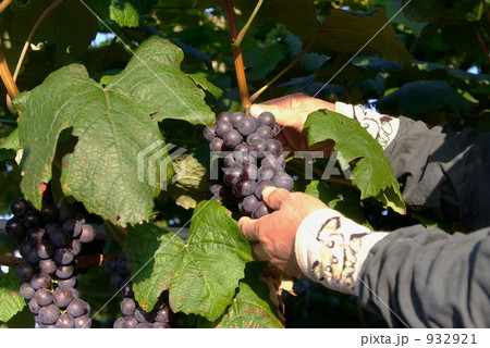 スチューベン 932921