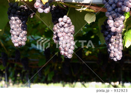 スチューベン 932923