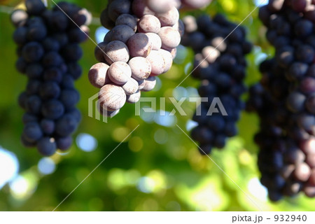 スチューベン 932940