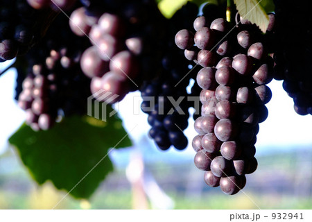 スチューベン 932941