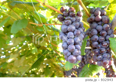 スチューベン 932943