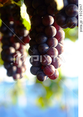 スチューベン 932947