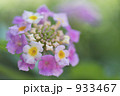 ランタナ 933467