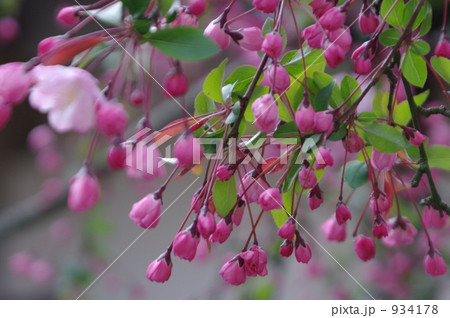 鎌倉の海棠 鎌倉の海棠 934178