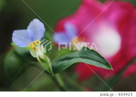 露草と朝顔 934423
