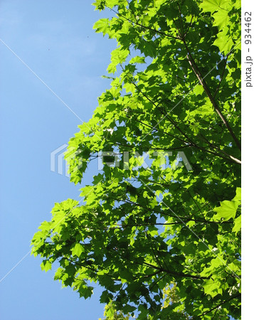 新緑のプラタナス 新緑のプラタナス 934462