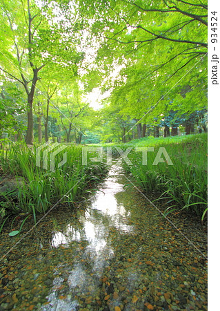 下鴨神社 糺の森のせせらぎ 下鴨神社 糺の森のせせらぎ 934524