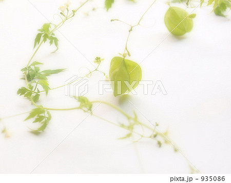 フウセンカズラ 935086