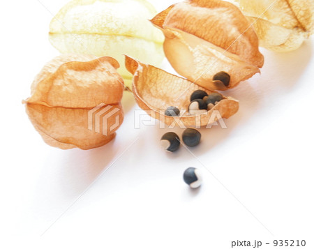 フウセンカズラのタネ 935210