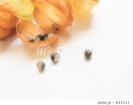 フウセンカズラのタネ フウセンカズラのタネ 935215