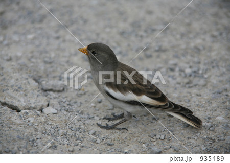 ピレネーの小鳥 ピレネーの小鳥 935489