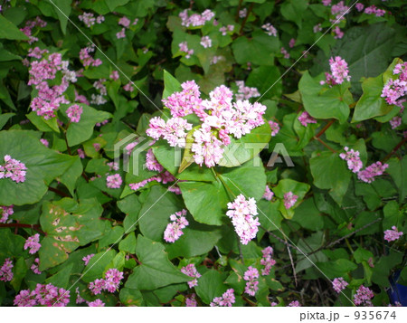 赤そばの花 935674