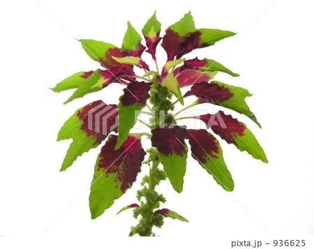 ハゲイトウ 936625