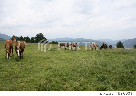 馬の写真 動物 馬の写真 動物 936903