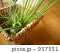 エアープランツ 937351