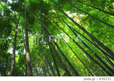 竹 竹 938331