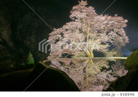 駒つなぎの桜 938946