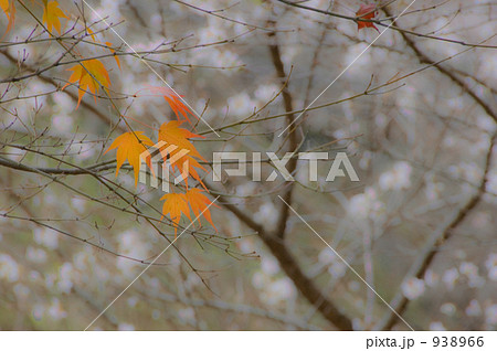 2008　小原村　紅葉　四季桜 938966