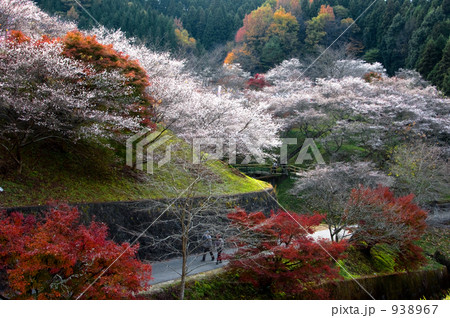 2008　小原村　紅葉　四季桜 938967