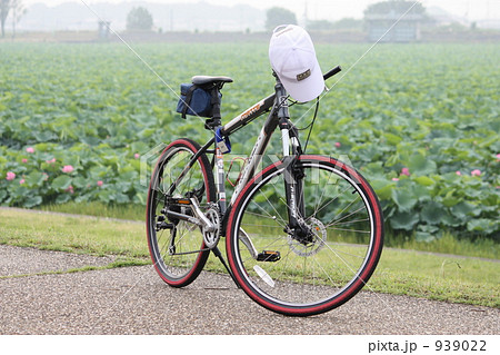 蓮の群生地をバックにＭＴＢ 939022