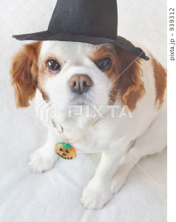 魔法使い犬 魔法使い犬 939312