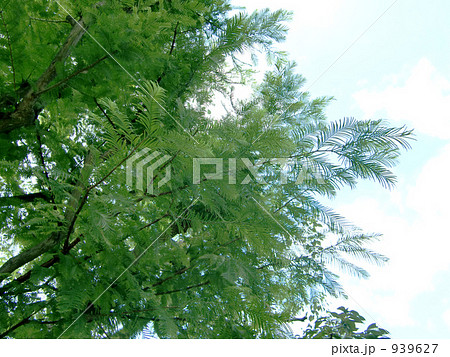 初秋のメタセコイヤ 939627