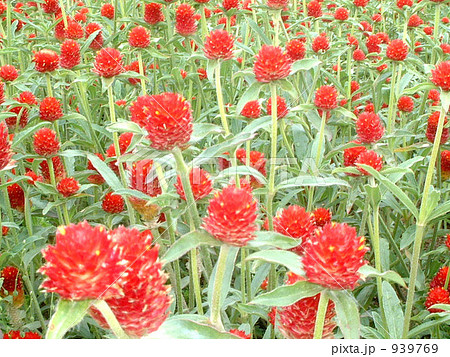 ストロベリーフィールズ ストロベリーフィールズ 939769