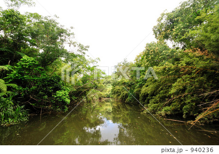 マングローブ マングローブ 940236