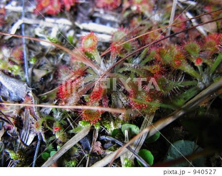 食虫植物 食虫植物 940527