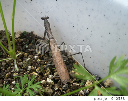 カマキリ カマキリ 940588