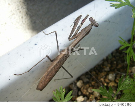 カマキリ カマキリ 940590