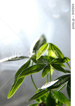 パキラ-光 940904