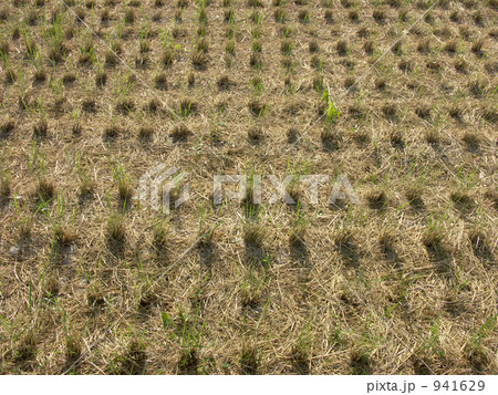 稲刈りが終わった田圃 941629